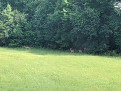 Odocoileus virginianus