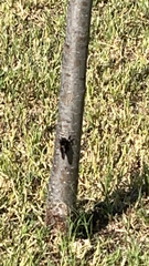 Mallophora leschenaulti