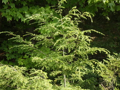 Tsuga canadensis