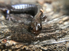 Plethodon elongatus