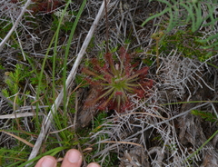 Drosera neocaledonica