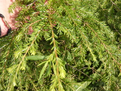 Tsuga canadensis