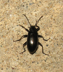 Tarpela micans