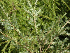 Tsuga canadensis