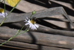 Triepeolus mexicanus