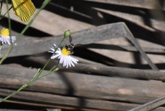 Triepeolus mexicanus