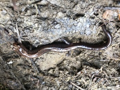 Plethodon elongatus
