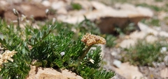 Cymopterus bakeri