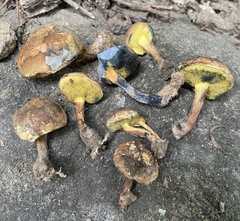 Cyanoboletus