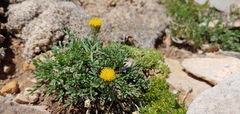 Erigeron mancus