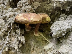 Cyanoboletus