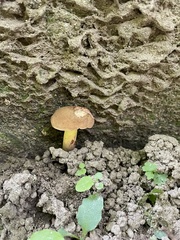 Cyanoboletus