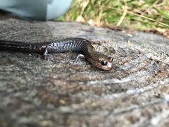 Plethodon elongatus