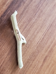 Antistrophus
