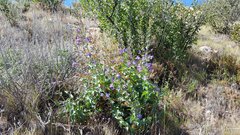 Penstemon spectabilis spectabilis