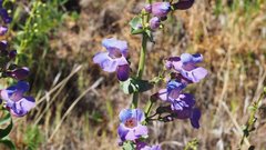 Penstemon spectabilis spectabilis