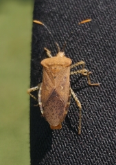 Anasa repetita