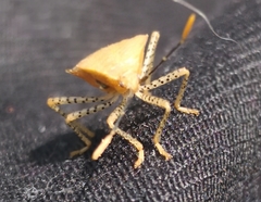 Anasa repetita