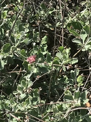 Eriogonum cinereum
