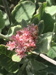 Eriogonum cinereum