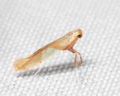 Caloptilia packardella