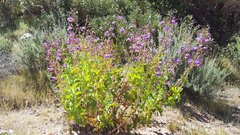Penstemon spectabilis spectabilis