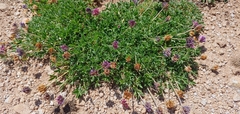 Trifolium parryi