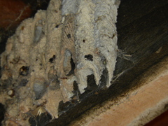 Trypargilum