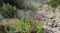 Penstemon spectabilis spectabilis