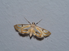 Tetrernia teminitis