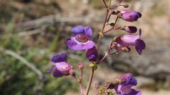Penstemon spectabilis spectabilis
