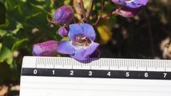 Penstemon spectabilis spectabilis