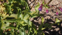 Penstemon spectabilis spectabilis