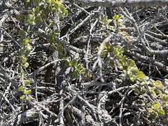 Ceanothus verrucosus