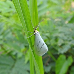 Leuculodes lacteolaria