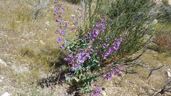 Penstemon spectabilis spectabilis