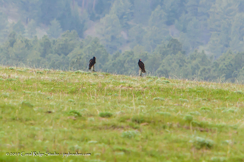 Turkey Vulture photographed in Wyoming
