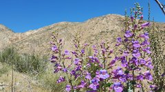 Penstemon spectabilis spectabilis