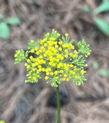 Pseudocymopterus