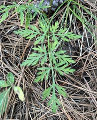 Pseudocymopterus