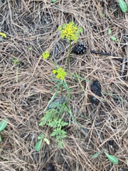 Pseudocymopterus