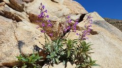Penstemon spectabilis spectabilis