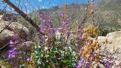 Penstemon spectabilis spectabilis