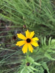Coreopsis linifolia