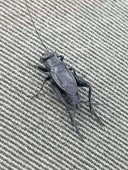 Allonemobius griseus