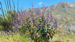 Penstemon spectabilis spectabilis