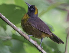 Mitrospingus cassinii