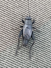 Allonemobius griseus