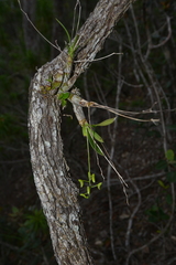 Dendrobium closterium