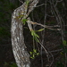 Dendrobium closterium - Photo (c) Pierre-Louis Stenger, μερικά δικαιώματα διατηρούνται (CC BY-NC)